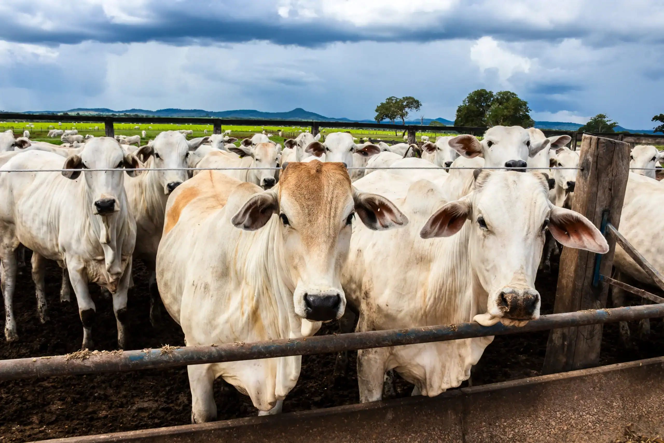 Farm Insurance Montana